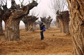 西安湿地公园爆料视频,自然美景引网友热议 第2张 西安湿地公园爆料视频,自然美景引网友热议 第2张